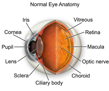Eye Anatomy